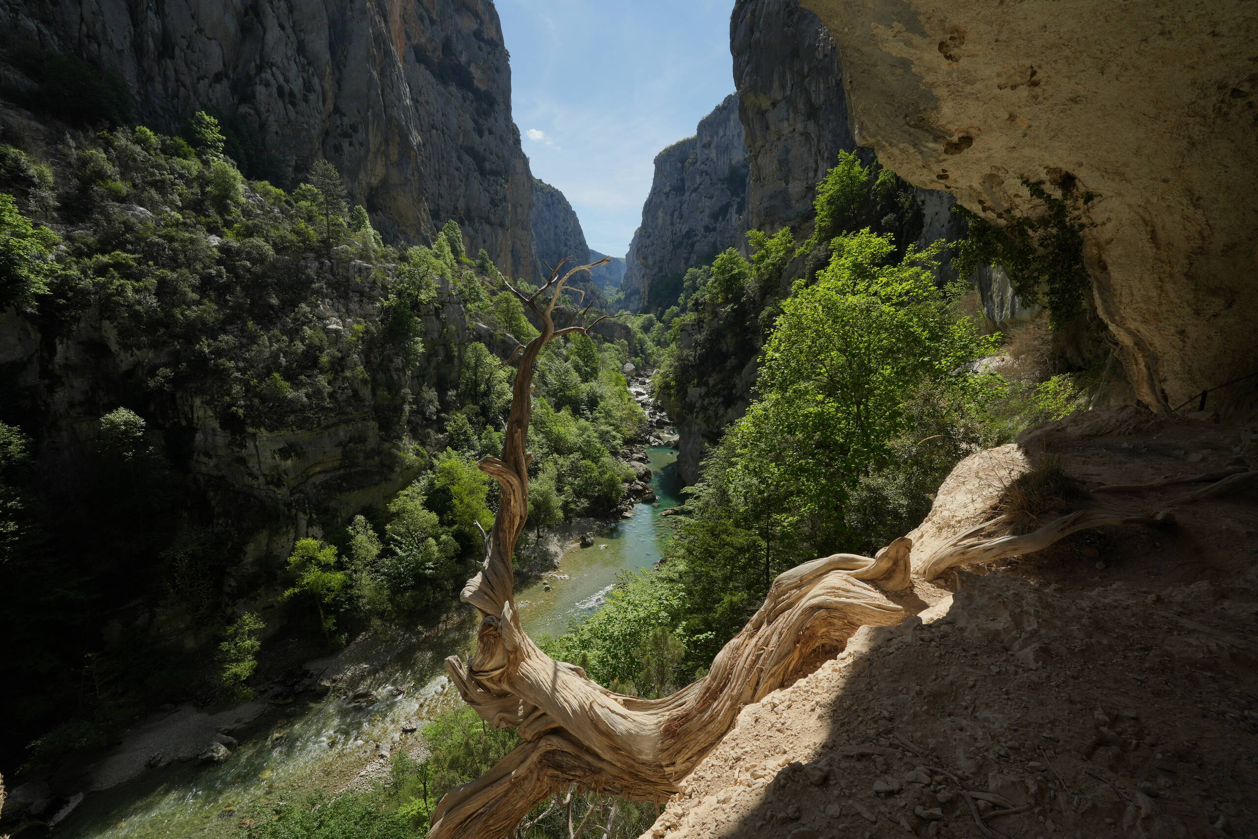 An image of branch and cave.